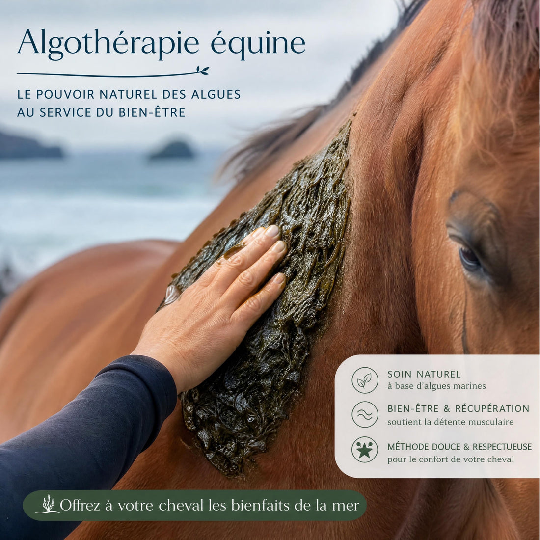 Algothérapie pour cheval : les bienfaits du soin aux algues pour la récupération et le bien-être équin