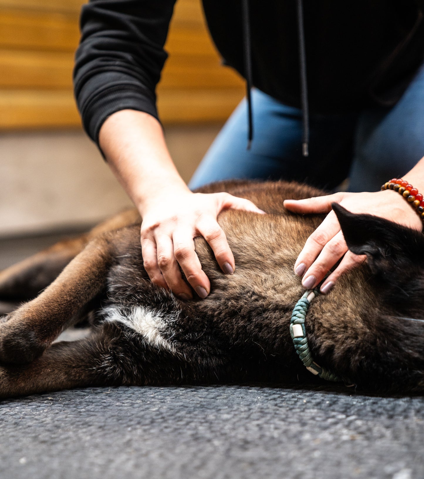 Massage énergétique (chien)