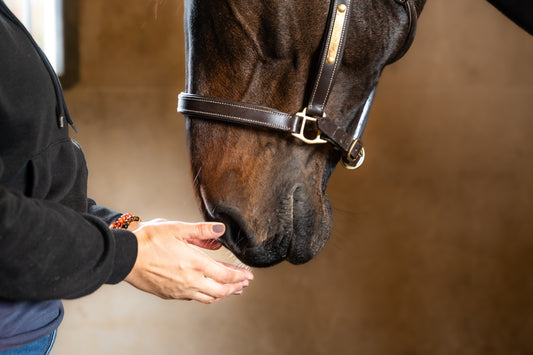 Massage énergétique Equin