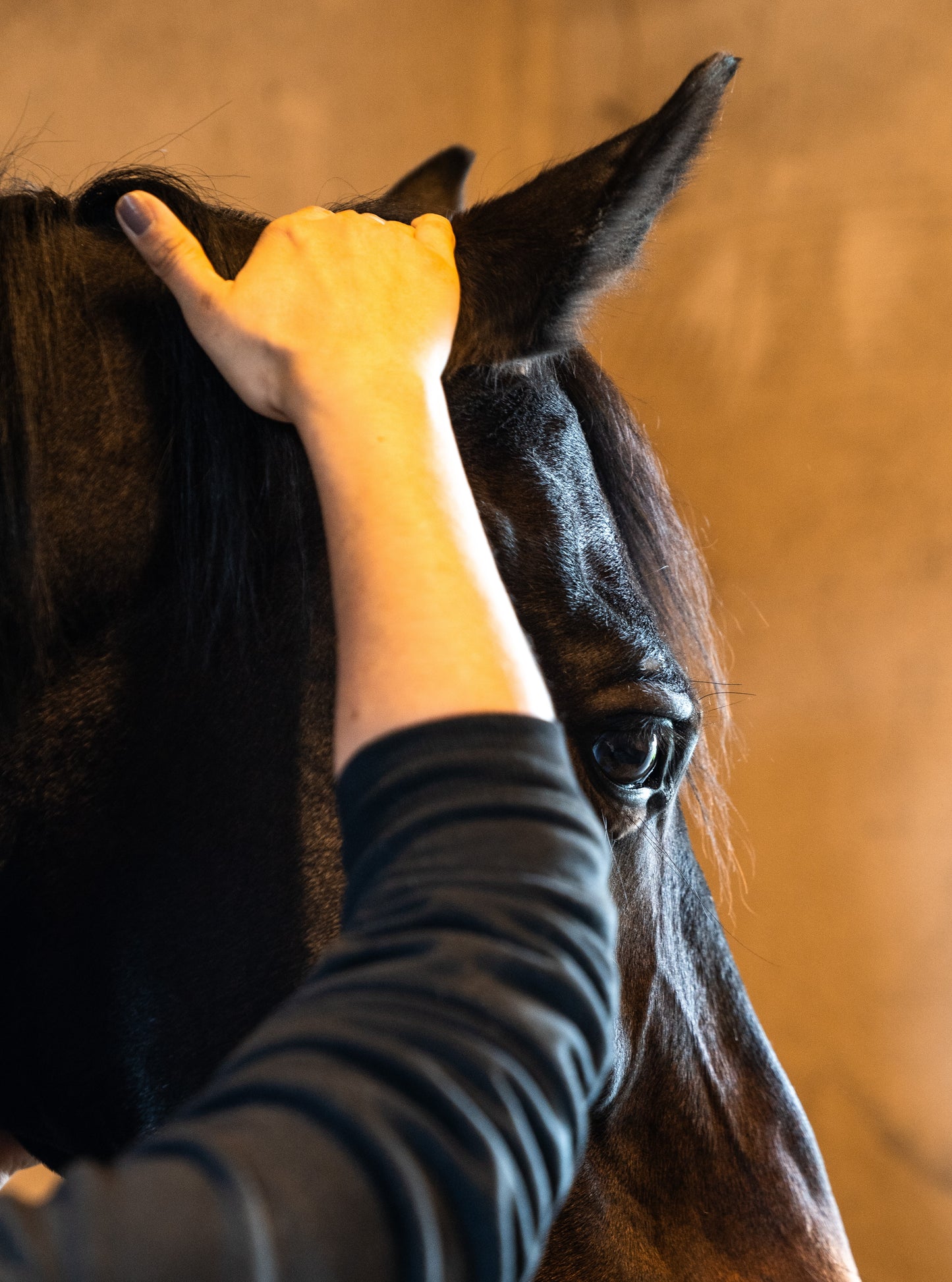 Harmonie Equine       -       Massage énergétique pour cheval