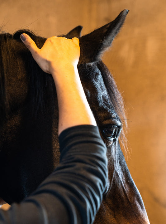 Harmonie Equine       -       Massage énergétique pour cheval